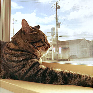 窓辺/窓と猫の物語2021withYKKAP/ねこ/ネコ/ネコ好き...などのインテリア実例 - 2021-11-23 09:48:14