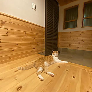 猫さまの安全第一/ルーバーラティス/DIY/猫脱走防止柵diy/猫脱走防止柵...などのインテリア実例 - 2022-09-27 00:47:18