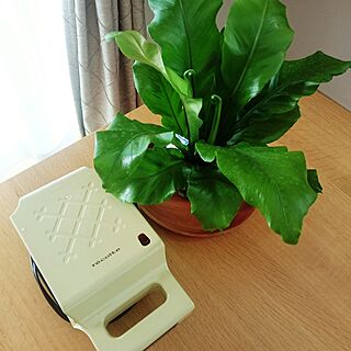 植物に囲まれ隊/ホットサンドメーカー/アスプレニウム アビス/バス/トイレのインテリア実例 - 2017-05-29 07:16:19