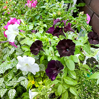 玄関の前花たち元気だよー/ブラックのペチュニア/花のある暮らし/一日一日大切に/皆さまのおかげです...などのインテリア実例 - 2019-06-25 06:33:03