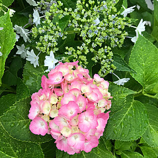 花のある暮らし♡/玄関/入り口/グリーン/ピンクのインテリア実例 - 2019-06-15 07:11:44