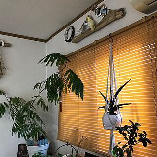 壁/天井/セリア/DIY/ナチュラル/観葉植物のある部屋...などのインテリア実例 - 2018-04-28 19:50:10
