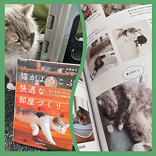 『猫がよろこぶ快適な部屋づくり』/嬉しい(*•ω•*人)/ねこと暮らす/ラガマフイン9歳♂/棚...などのインテリア実例 - 2022-02-08 10:52:42