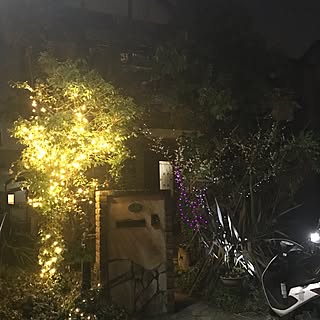 玄関/入り口/LED照明/照明/観葉植物/ガーデニングのインテリア実例 - 2017-04-02 06:25:26