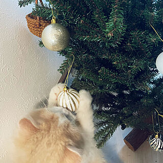 猫/クリスマスツリー/猫の手のインテリア実例 - 2022-11-08 08:38:38