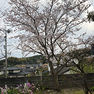 桜の花/植物のある暮らし/玄関/入り口のインテリア実例 - 2019-03-30 16:31:02