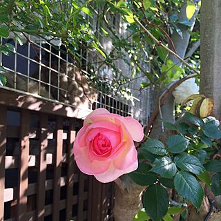 玄関/入り口/ウッドデッキ/ばら/薔薇/薔薇が好き...などのインテリア実例 - 2016-05-05 07:57:13