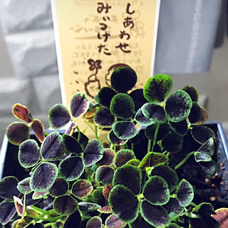 幸せの葉っぱ/幸せのお裾分け/四つ葉のクローバーならぬ五つ葉/四つ葉のクローバー/植物に癒される...などのインテリア実例 - 2021-03-12 20:53:32