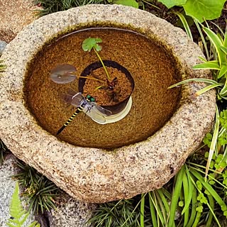 玄関/入り口/人生は一生学び/薬草菜園/古民家暮らし/手水鉢...などのインテリア実例 - 2024-04-26 10:28:40