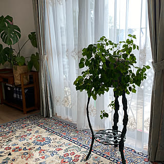ガーデニング グレープアイビーのおしゃれなインテリア 部屋 家具の実例 Roomclip ルームクリップ