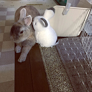 ウサギと暮らす/ウサギの置物/リビングのインテリア実例 - 2021-10-11 09:10:16