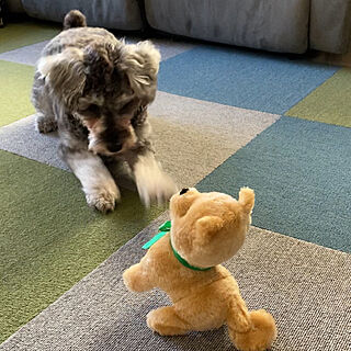 シュナウザー/お誕生日プレゼント/怪獣ぺこちゃん/動く犬のおもちゃ/押し逃げばかりでごめんなさい...などのインテリア実例 - 2020-06-09 16:07:02