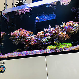 リビング/aquarium のインテリア実例 - 2018-04-23 22:12:36