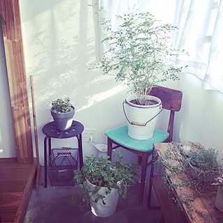 棚/DIY/観葉植物/植物/リノベーション...などのインテリア実例 - 2015-02-22 13:14:22