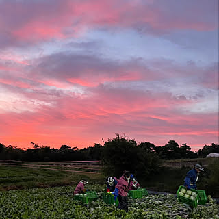 午前2時起き/夜明け前の仕事/レタスの収穫/朝焼けの空/空...などのインテリア実例 - 2021-08-14 11:30:59