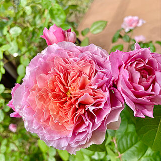 バラ/薔薇/お庭/築37年/いつもありがとうございます♡...などのインテリア実例 - 2022-05-12 08:26:05