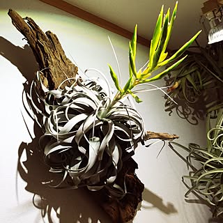 壁/天井/エアープランツ/チランジア/tillandsia/NO GREEN NO LIFE...などのインテリア実例 - 2016-06-10 19:53:50