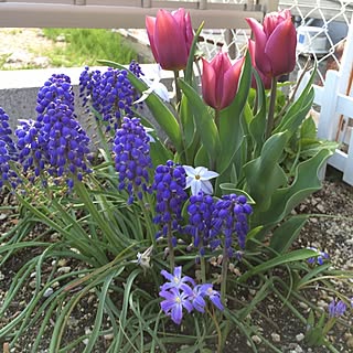 チューリップ 花壇の花のおしゃれなアレンジ 飾り方のインテリア実例 Roomclip ルームクリップ