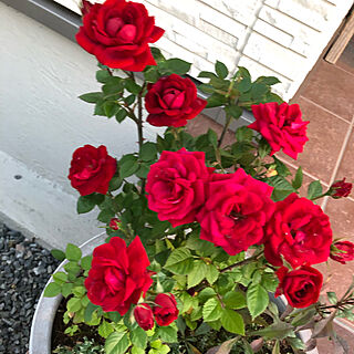 ミニバラ/お花大好き♡/花と緑のある暮らし/寄せ植え/北側玄関...などのインテリア実例 - 2019-05-13 13:16:40