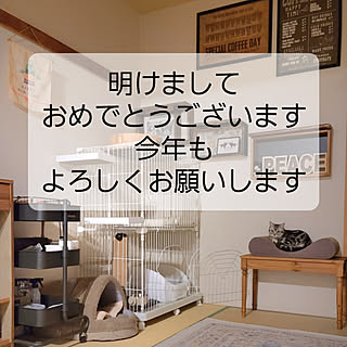 ベッド周り/猫と暮らす家/インスタ→lovepeacedog/YouTube始めました/アメショーのラッテと飼い主の何気ない日常...などのインテリア実例 - 2023-01-02 06:47:00