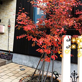 玄関/入り口/ジュンベリーの木のインテリア実例 - 2016-10-27 14:53:06