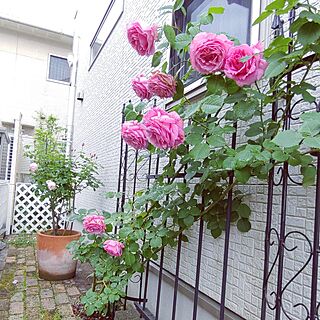 玄関/入り口/ガーデニングが好き/薔薇庭/薔薇に囲まれて…/ビアンヴニュ、名前を頂いてる薔薇...などのインテリア実例 - 2023-04-30 09:43:40