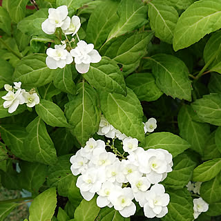 玄関/入り口/お庭/山紫陽花「富士の滝」/清々しい空気に包まれて♪/朝の活力をチャージ！...などのインテリア実例 - 2019-05-29 09:18:56