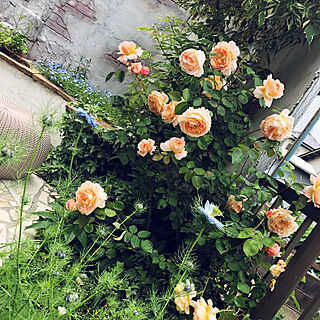 ガーデニング/お庭リビング/バラのある庭/バラのインテリア実例 - 2021-05-07 14:36:52