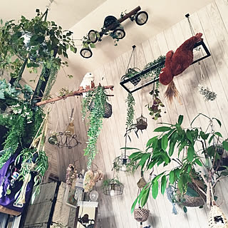 壁/天井/雑貨好き/観葉植物/植物が好き/好きなものに囲まれて暮らす...などのインテリア実例 - 2022-09-25 20:40:29