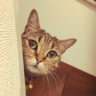 玄関/入り口/猫のインテリア実例 - 2017-05-07 01:01:11