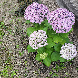 バス/トイレ/ばす、トイレではないです(>_<)/紫陽花/挿し木/植物のある暮らし...などのインテリア実例 - 2021-06-13 01:41:46