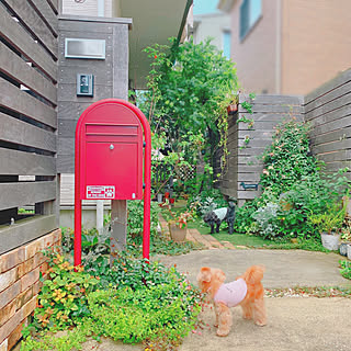 グリーンのある暮らし/犬との暮らし/わんこと暮らす家/犬と暮らす/植物のある暮らし...などのインテリア実例 - 2020-07-21 20:23:20