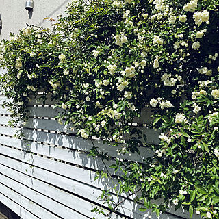 お花が好き/板壁DIY/もっこうばら/玄関/入り口のインテリア実例 - 2021-04-18 10:47:54