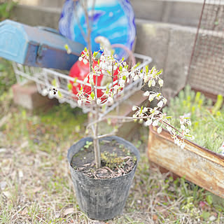 暮らし/暮らしを楽しむ/日々の暮らし/花のある暮らし/花のある生活...などのインテリア実例 - 2021-04-02 11:06:39