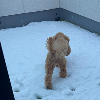 壁/天井/雪降って朝ベランダに積もりました。/トイプードルと暮らす/お造り盛り合わせ/犬バカですみません...などのインテリア実例 - 2024-03-08 10:04:41