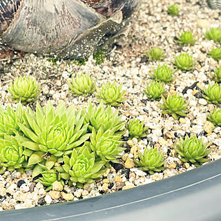 多肉植物/ココスヤシ/庭つくり中/植物のある暮らし/ぐりーんと暮らす...などのインテリア実例 - 2021-09-04 08:02:24