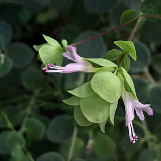 棚/大切にする心/いいね･.｡*･.｡*ありがとう！/植物から元気をもらえ/ペットと暮らす家...などのインテリア実例 - 2018-07-15 22:09:32