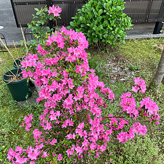 雨10℃☔️/連休はどこも行きません/つつじ♥/偏頭痛嫌や(๑•̆૩•̆)/朝晩ちょっと寒いです...などのインテリア実例 - 2022-04-29 19:05:30