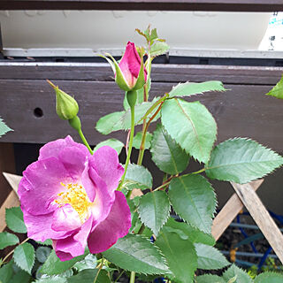 部屋全体/ブルーフォーユー/薔薇のある暮らし/お庭のお花♡/6月の庭...などのインテリア実例 - 2021-06-05 18:28:18