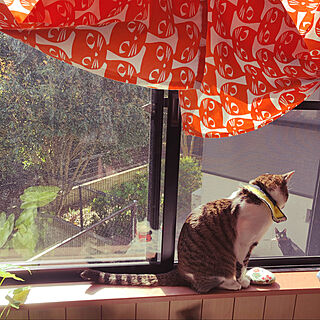 窓辺の猫/庭の猫/外に出られない猫/外が好きな猫/ねこのいる風景...などのインテリア実例 - 2021-04-11 09:36:04