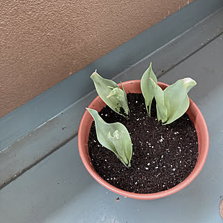 チューリップ/賃貸アパート/花のある暮らし/花のある生活/賃貸暮らし...などのインテリア実例 - 2021-04-03 16:28:08