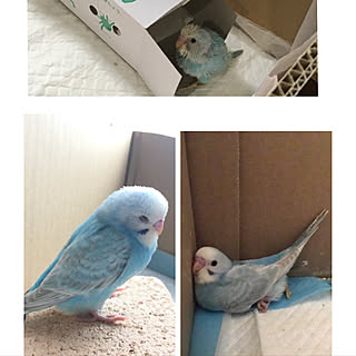 部屋全体/ペット/一人暮らし/鳥/セキセイインコ...などのインテリア実例 - 2017-08-12 21:53:26