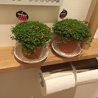 バス/トイレ/駅前の花屋さん/コケサンゴ/日替わり投稿企画!木曜日/植物のインテリア実例 - 2017-06-22 13:11:33