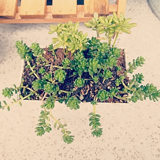 玄関/入り口/IG→ryohrkw/NO GREEN NO LIFE/多肉植物だいすき。/多肉植物...などのインテリア実例 - 2015-03-20 11:49:01