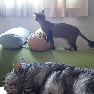 yogiboのある暮らし/Yogibo/ベッド周り/猫が好き/猫のいる暮らしのインテリア実例 - 2022-06-08 22:11:34