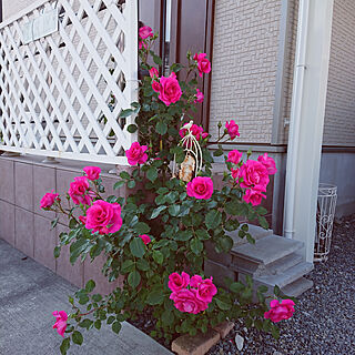 玄関/入り口/お庭/マヌウ・メイアン賑やかになってきました/ピンクの薔薇/今日も穴堀り♪のインテリア実例 - 2020-05-02 08:25:21