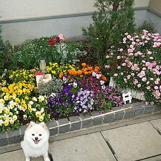 玄関/入り口/ふうくん/いぬと暮らす/大好きな空間/みなさんの素敵なインテリアに癒されてます...などのインテリア実例 - 2017-04-23 09:11:46