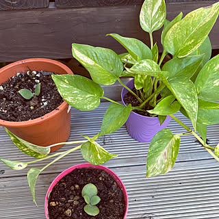 いただきもの♡/金のなる木/ポトス/初めての多肉植物/多肉植物のある暮らし...などのインテリア実例 - 2021-07-29 16:27:24