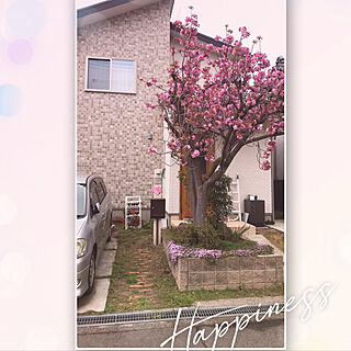 八重桜/シンボルツリー/グリーンのある暮らし/玄関/入り口のインテリア実例 - 2022-07-24 13:22:10