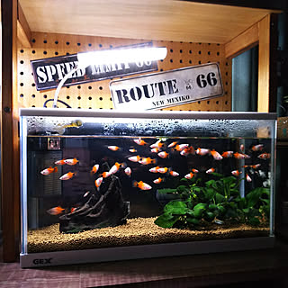熱帯魚 ミッキーマウスプラティのインテリア実例 Roomclip ルームクリップ
